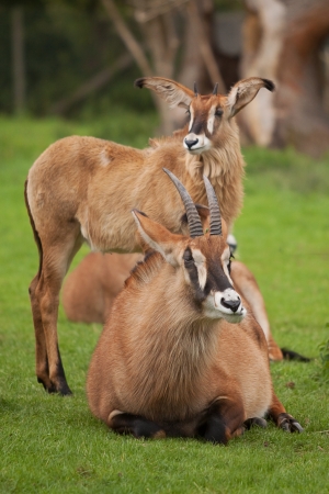 Roan antelopeの写真素材