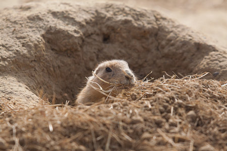prairie dog with bedding