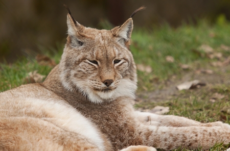 Resting Northern Lynxの写真素材