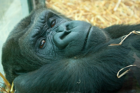lowland gorilla portraitの写真素材