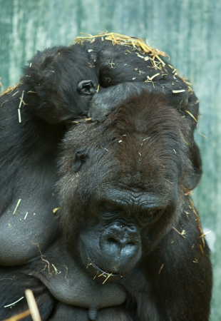 mother and baby gorillaの写真素材