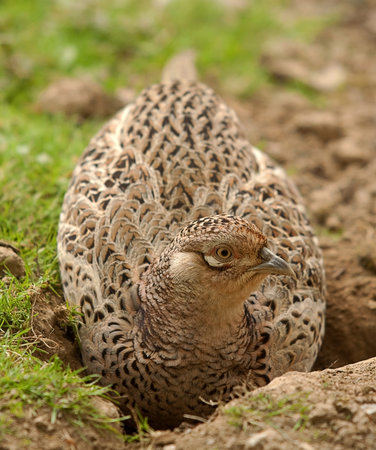 female pheasant restingの写真素材