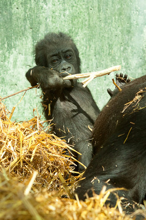 baby gorilla playing with a stickの写真素材