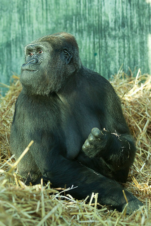Female Lowland Gorillaの写真素材