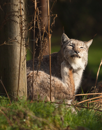 Lynx cat with an itchの写真素材