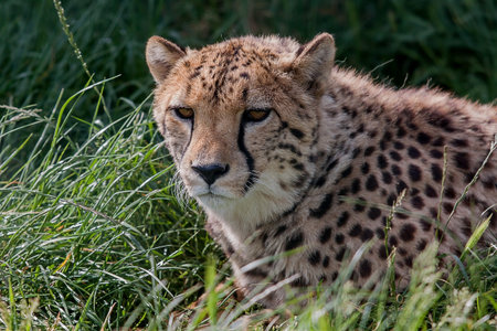 photo portrait of a resting Cheetahの写真素材