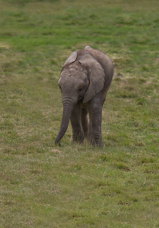 Photo portrait of a young African Elephantの写真素材