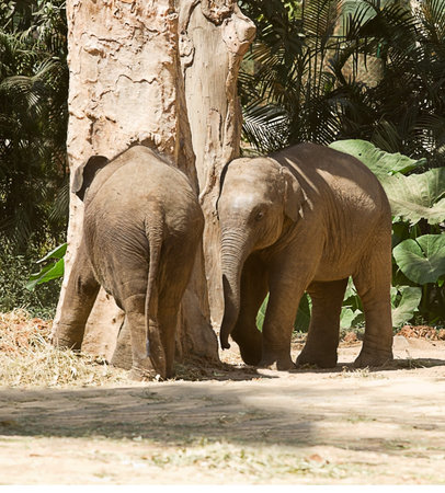 Photo of a pair of juvenile Asian elephants playing around a treeの写真素材