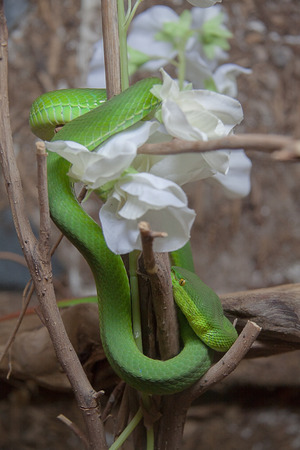 photo of a green tree snake with white flowersの写真素材