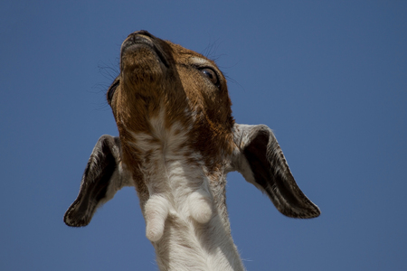 A young brown and white coat with blue sky backgroundの写真素材