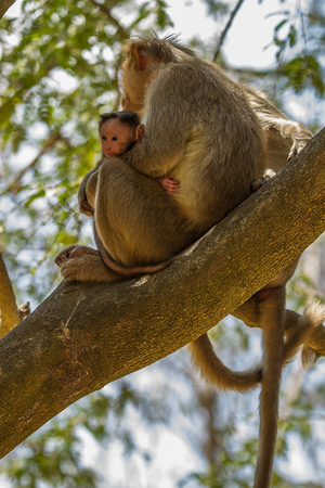 Mother and baby Bonnet Macaque sitting in a treeの写真素材