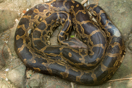 A Boa constrictor in the shade on a hot day