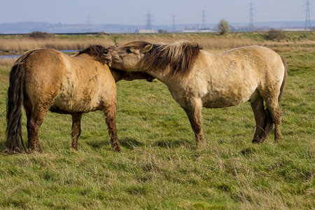 photo of a pair of Konik wild horses grooming each other