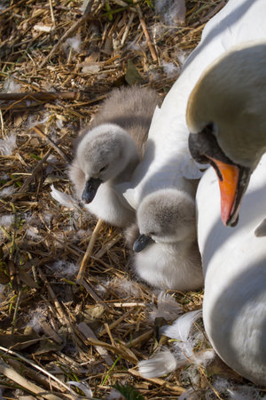 Photo of Mute swan signets in the nest with an adultの写真素材