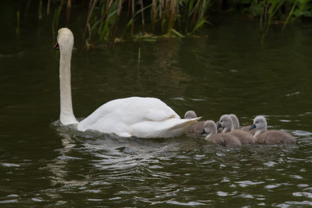 Photo of five Mute swan signets swimming with dadの写真素材