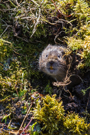 close up photo of a cute little water vole on a river bank.
