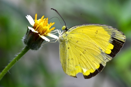 Butterfly on little flowerの写真素材