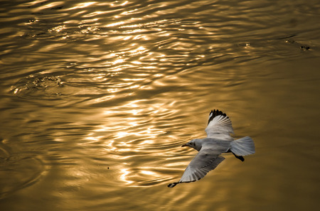 Seagull with sea background at Bangpu, Samutprakan, Thailandの写真素材
