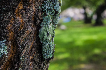 old trees with fresh green lichen and mossの写真素材