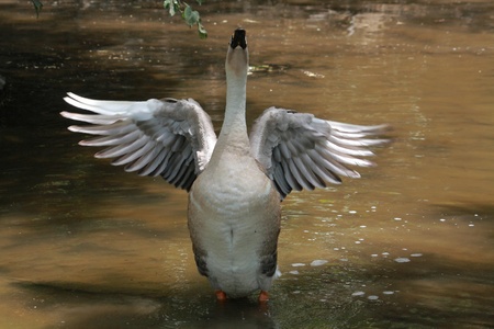 Duck Standingの写真素材