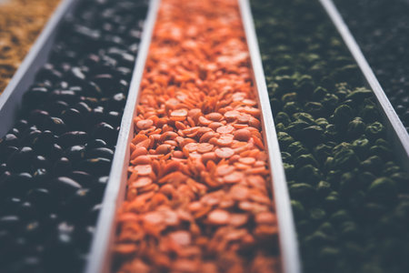 Indian Beans,Pulses,Lentils,Rice and Wheat grain in a white box with cells or strips, selective focus.の写真素材
