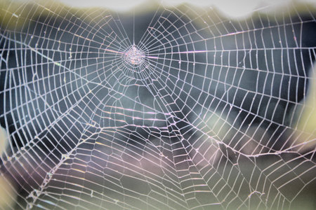 Beautiful spider web