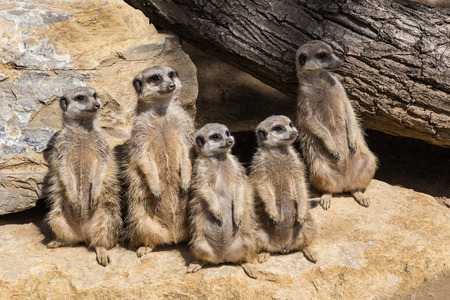 Meerkats chilling.の写真素材