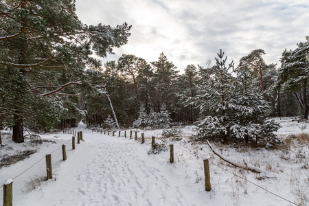 Snow on a winter morning in the forest.の写真素材