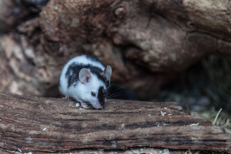 Cute little black and white mouse closeup.の写真素材