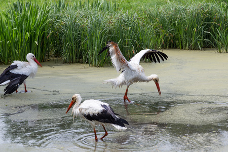 Wet stork.の写真素材