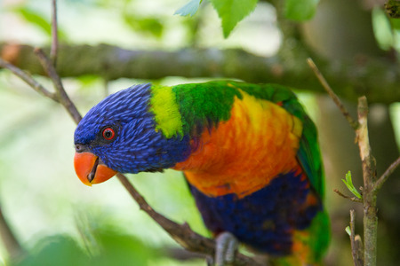 Curious Lorikeet on a branch.の写真素材