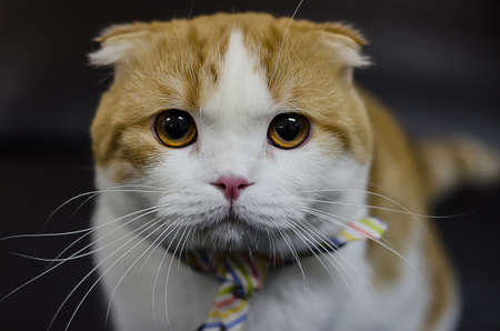 cat stare at meの写真素材