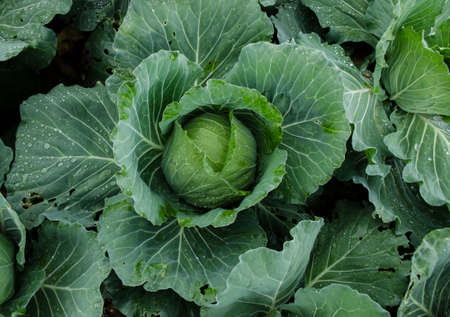 cabbage farm close upの写真素材