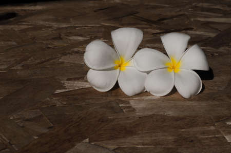 two white flower on the wood floorの写真素材