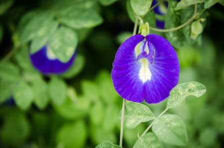 purple flower on the green leaf backgroundの写真素材