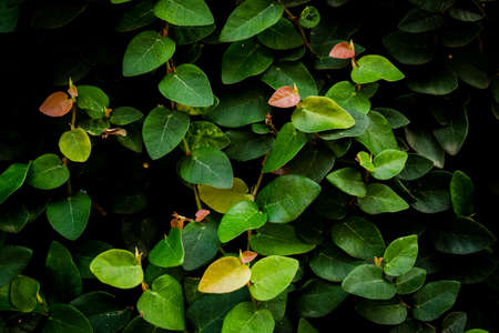 fresh green leaf plant on the wallの写真素材
