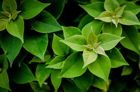 triangle green leaf patternの写真素材