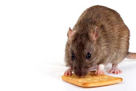 a little decorative rat isolated on white background
の写真素材