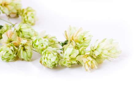 Branch of hop on a light backgroundの写真素材