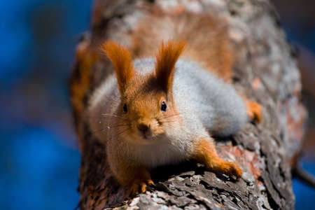 Red squirrel highly on a treeの写真素材