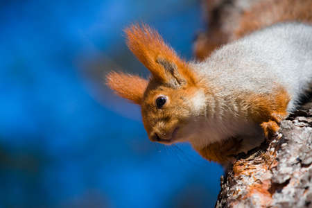 Red squirrel highly on a treeの写真素材