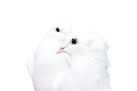 white doves isolated on whiteの写真素材