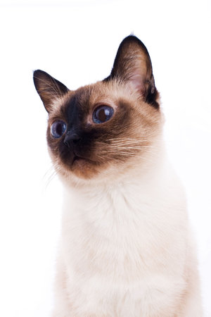Blue eyed domestic cat of Thai breed. の写真素材