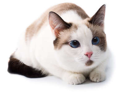 Blue eyed domestic catの写真素材