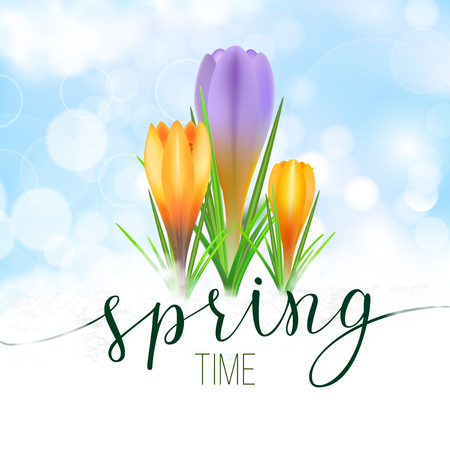 Spring greeting card with yellow and violet crocuses and original handwritten text Spring. Vector illustration for posters, greeting cards, print and web projects.のイラスト素材
