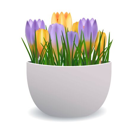 Crocuses in flowerpot.  Houseplant for interior decor of home or office. Vector illustration in vector realistic 3d style. Cartoon vector illustration isolated on a white background.のイラスト素材