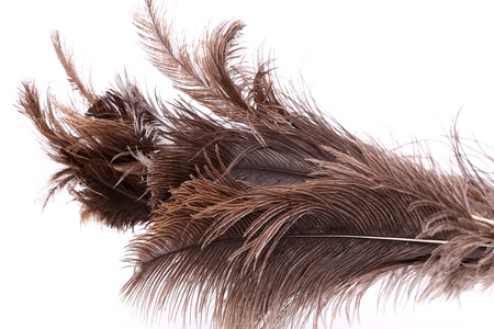 End feather dusterの写真素材