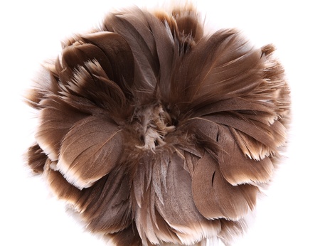 End feather duster close-upの写真素材