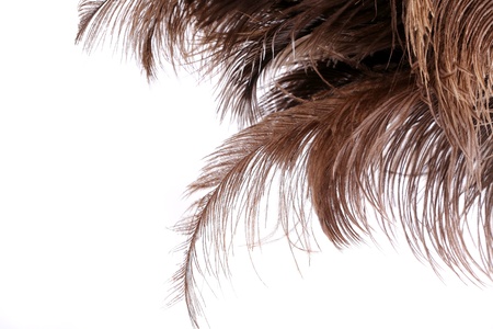 Brown feathers the upper half of the backgroundの写真素材