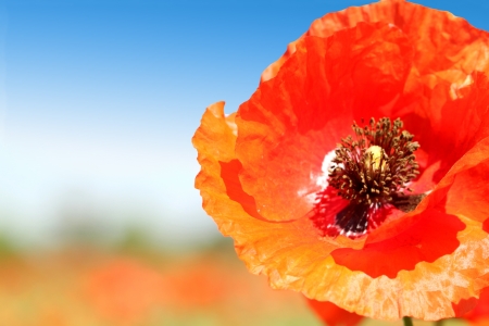 Poppy close-up is located right on a backgroundの写真素材